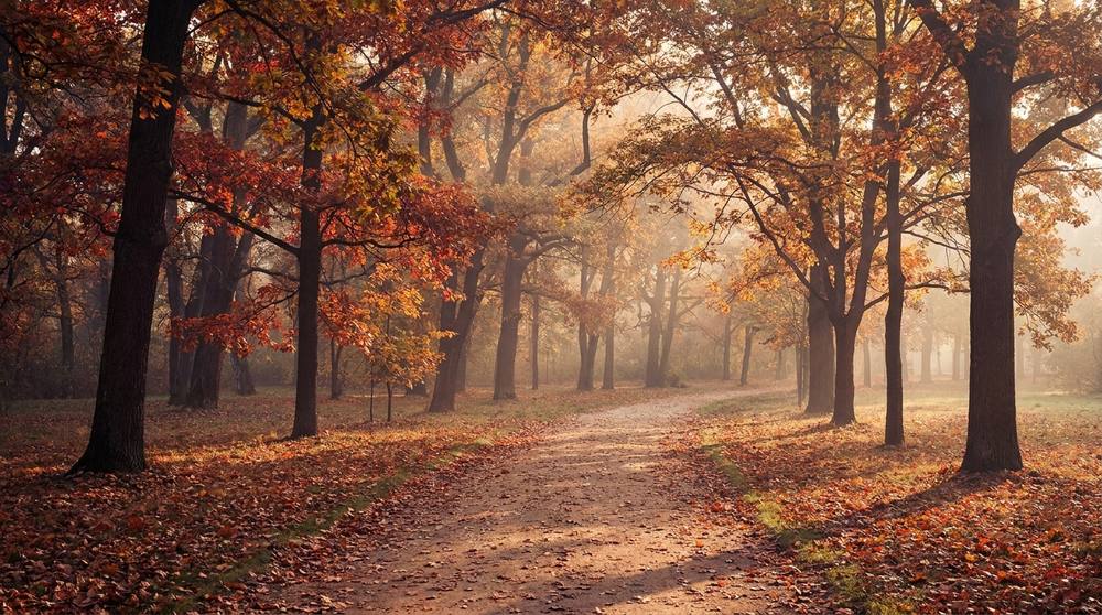 Tree lined path in autumn