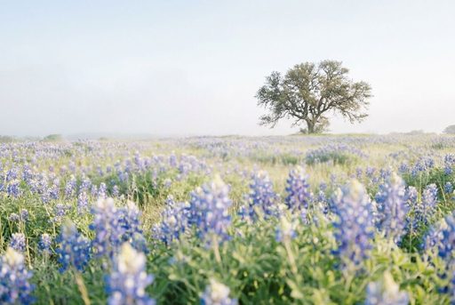 Why choose cremation in Texas