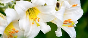 Affordable cremation services in Weatherford, TX