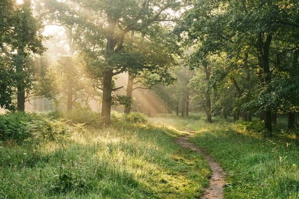 Eco friendly cremation options
