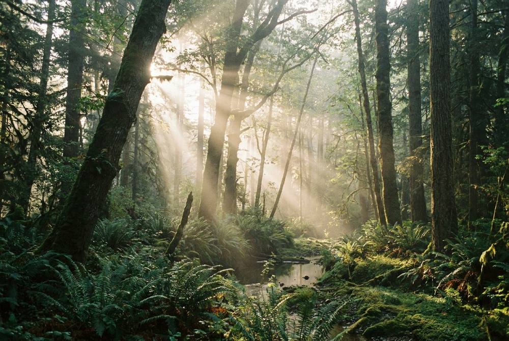 Sunlight through the forest