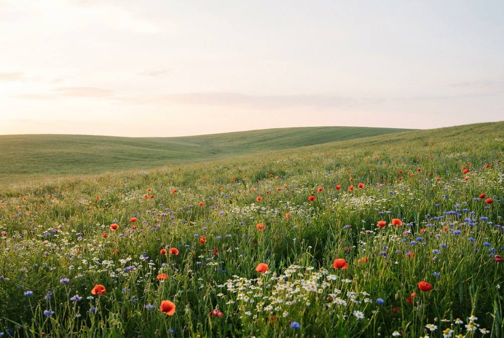 Calm green meadow
