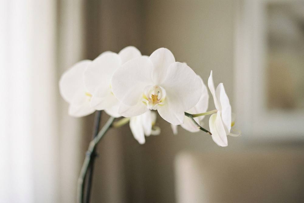 White orchid