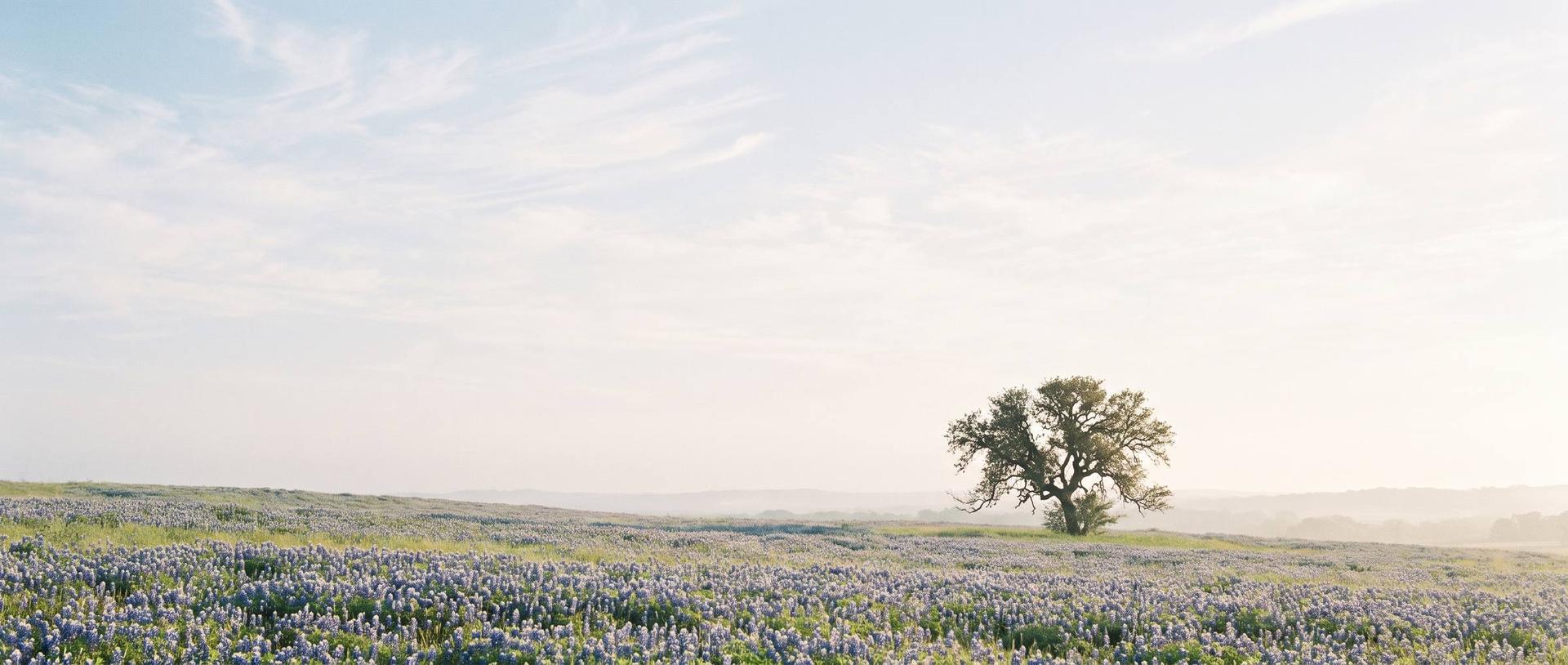Texas bluebonnet meadow in morning light